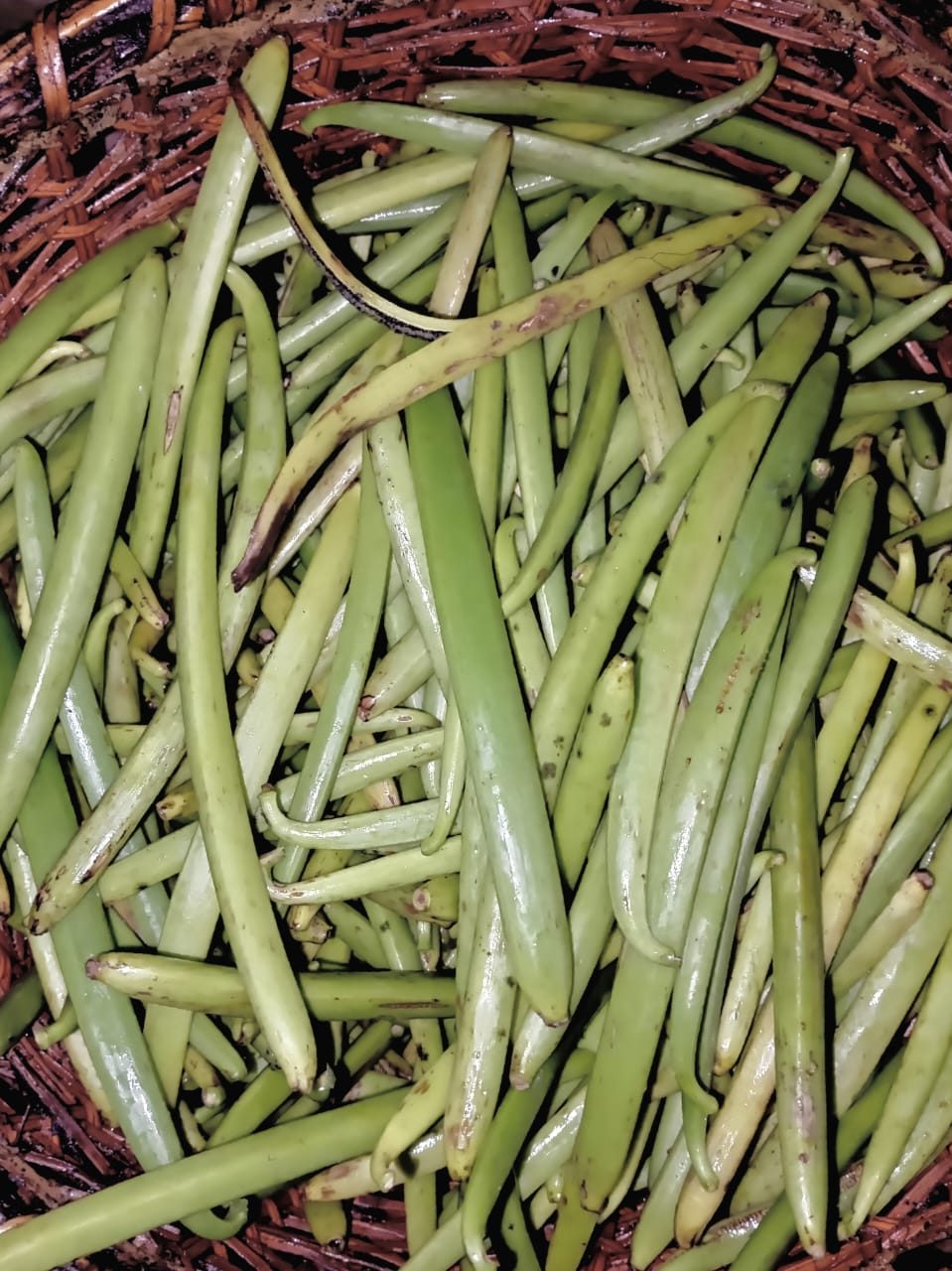 Freshly harvested green vanilla in Madagascar