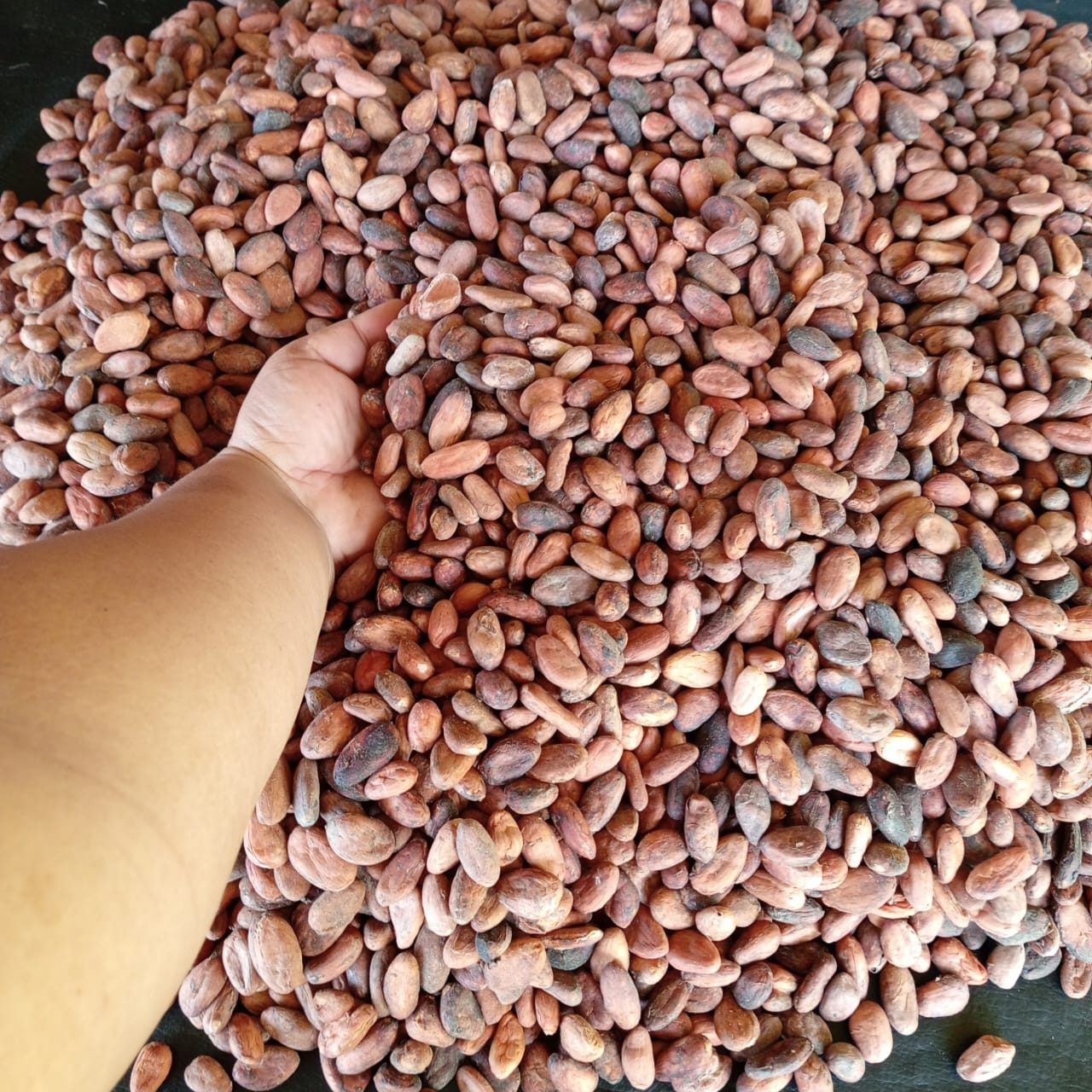 Cacao