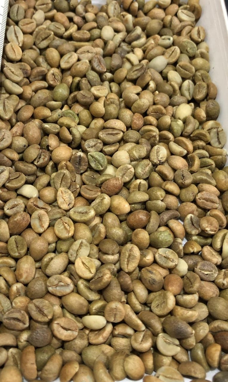 Robusta coffee