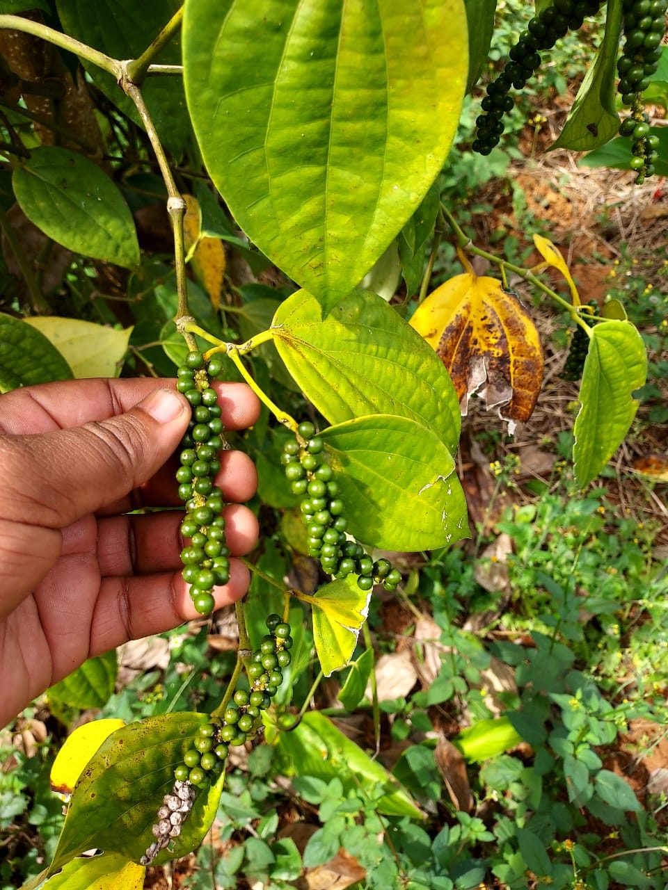 Black pepper