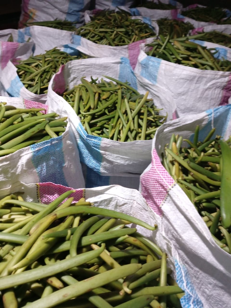 Green vanilla collected for processing