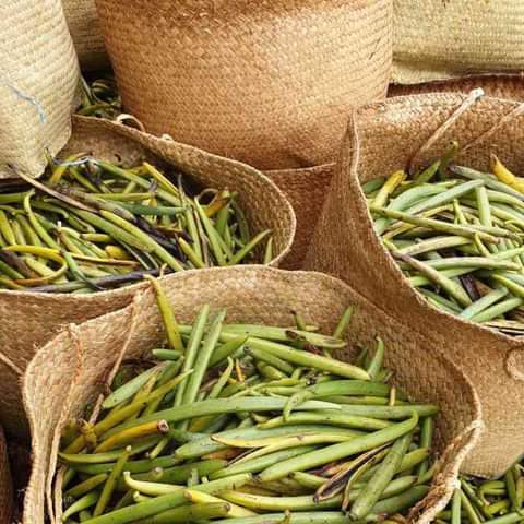 Green vanilla collected for processing