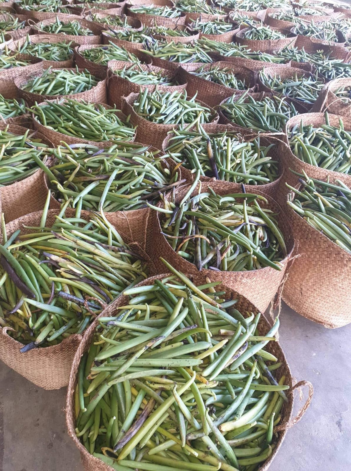 Green vanilla collected for processing